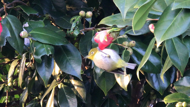 癒しのひととき。の記事動画