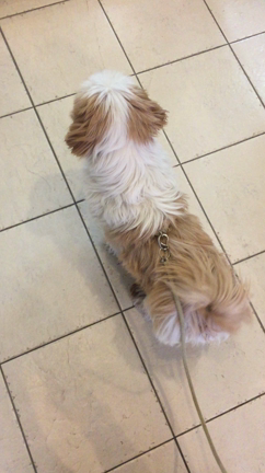 こんなに喜んでくれると見てるだけで嬉しいの記事動画