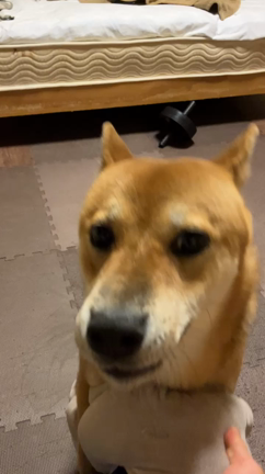 狂犬 ぽちの記事動画