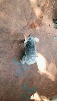 オーストラリアのコアラ動物園の記事動画