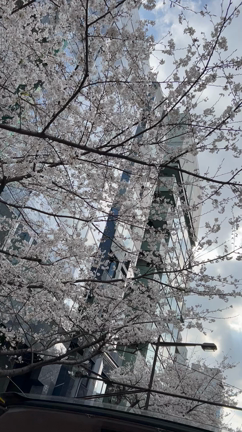 東京さくら回廊　都内のお花見にお勧め！の記事動画