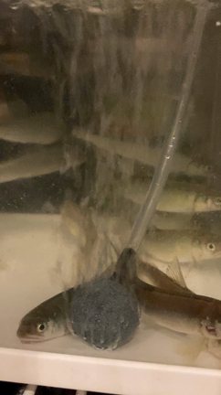 稚鮎ちゃんの記事動画