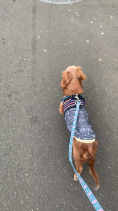 走れ ジョリー ふわふわしっぽ ドキドキ預かりボランティア