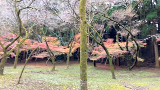 秋その2の記事動画