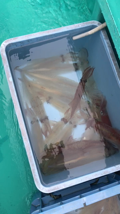 マルイカ炸裂‼️ 動画の記事動画