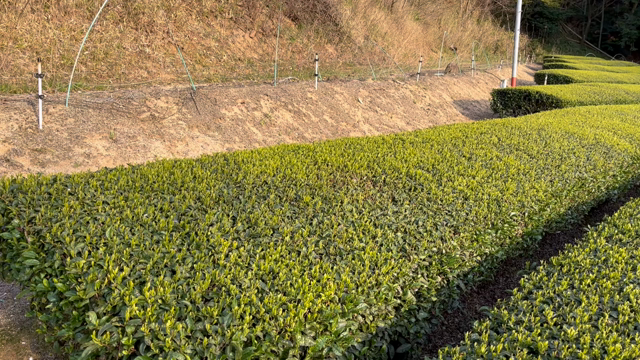 動画(引退)+の記事動画