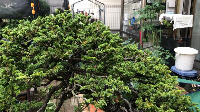 「秋人の庭」文人赤松 秋人の庭」文人赤松 秋人の庭」文人赤松