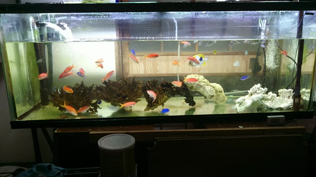 ハナゴイ乱泳の記事動画