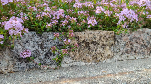 22年タイムロンギカウリスの増やし方 うりゅ坊のお庭から 60 うりゅ坊のことだまブログ