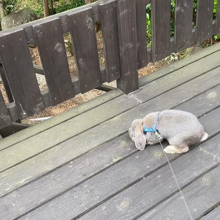 雷牙がお月様に旅立ってしまいましたの記事動画