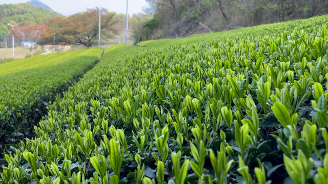 動画(新芽伸びてきた)+の記事動画