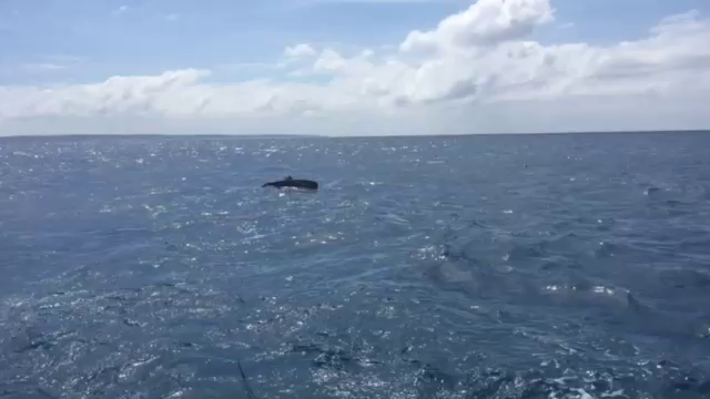 ウェイクボード♡の記事動画