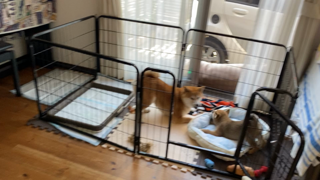 柴犬3歳スミレ　パピーカンナの記事動画