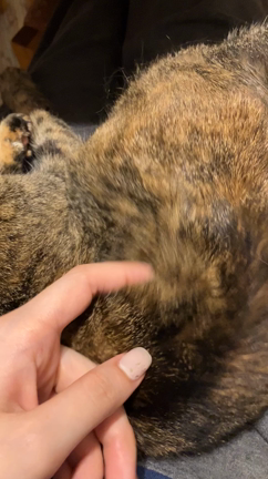 毛繕いを邪魔される猫の記事動画