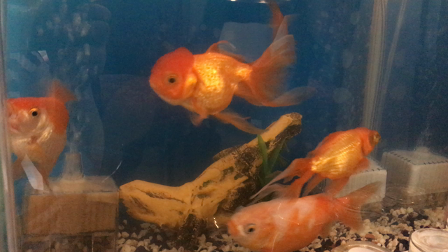 金魚が肥満でひっくり返る Mioブログ 山口県宇部市エステサロン