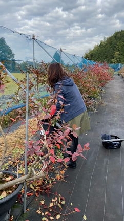 今日から剪定作業　美人剪定師登場の記事動画