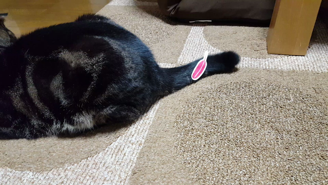 最近のの記事動画