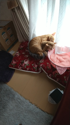 サイコパスこてつの記事動画