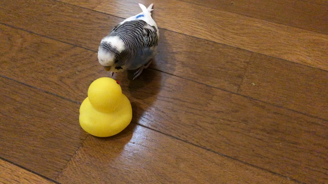 なんと⁉︎ 今朝、私を起こしてくれたのはの記事動画