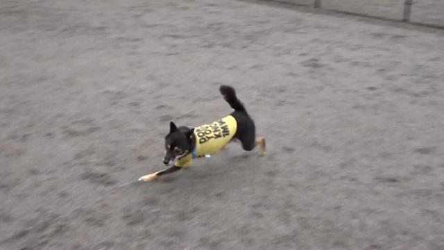 ご機嫌な日曜日の記事動画