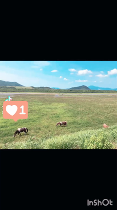 ふれあい♡の記事動画