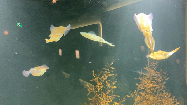 アオリンは釣りま〜の記事動画