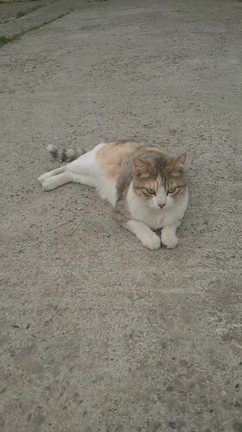 ”お礼と水曜日のキナコ”の記事動画