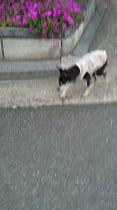 元気をもらいましたの記事動画