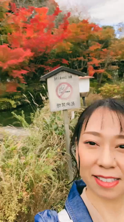 紅葉を見に京都への記事動画