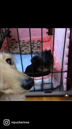 名前入りオーナメントと悲しみは続くの記事動画