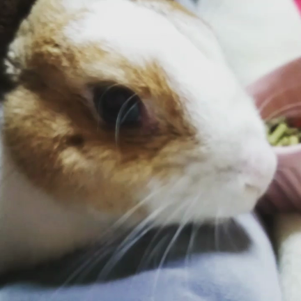 もぐもぐご飯タイムの記事動画