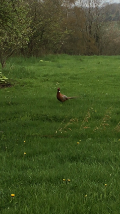 雉(きじ)のオスも「男は皆んな馬鹿だからの記事動画