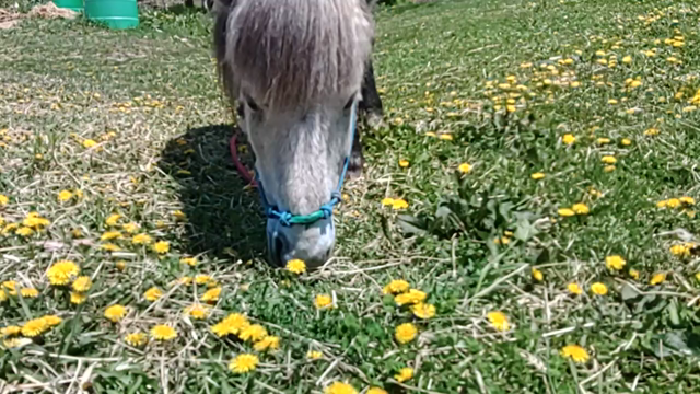 駆除中の記事動画