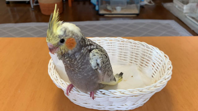 パール2ちゃんの記事動画
