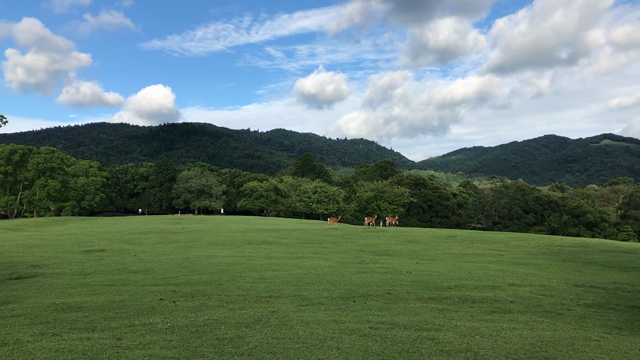 鹿と飛火野の記事動画