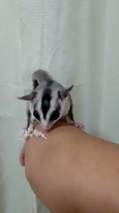 江雪ご機嫌、母ちゃんダウン中の記事動画