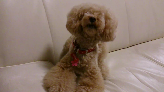 おかえりなしゃいの記事動画