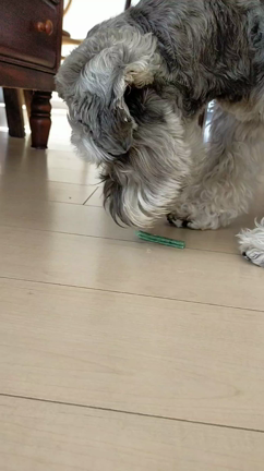 犬の歯磨き「ドクターワンデル」体験記。おすすめの理由と口コミもご紹介しますの記事動画