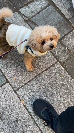 元旦の過ごし方　と　初詣は○○だから行かないの記事動画