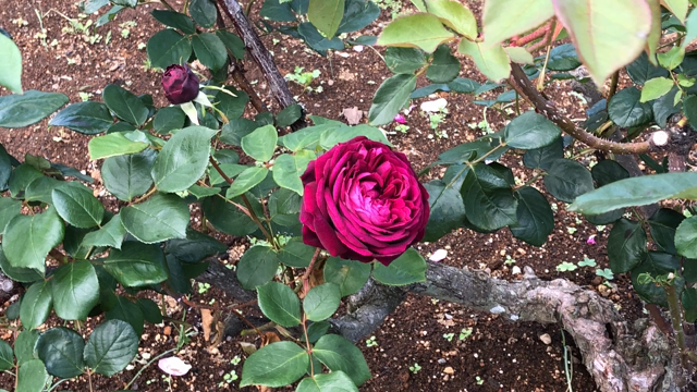 も一度ヴェルニーの薔薇を求めて♪の記事動画