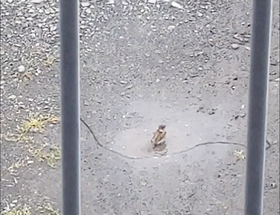 すずめさんの砂浴びと水浴びの記事動画