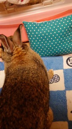 それから…の記事動画