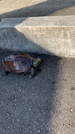 亀のナックくんの記事動画