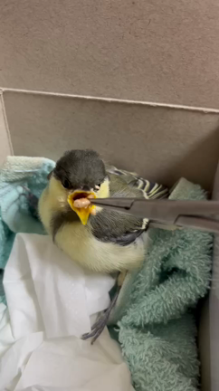 ツバメちゃん無事の記事動画