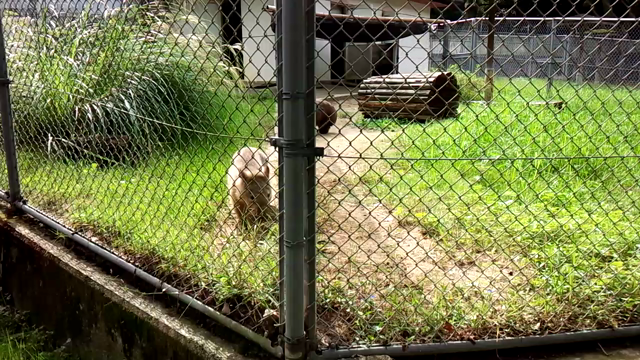 ワンダーメモリアル ～2020～（「いきものAZ」からの移行）の記事動画