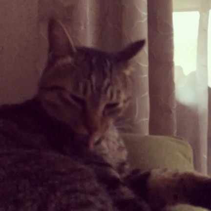 グルーミングでお忙しいの記事動画