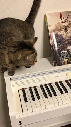 ついに！の記事動画