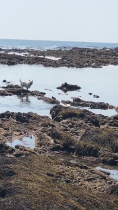 海獣？の記事動画