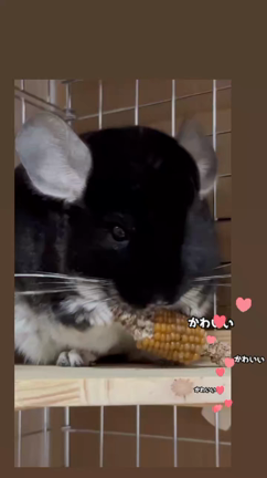 チンチラの記事動画