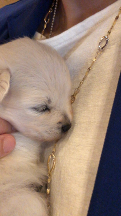 ポポちゃん 帰還、か？！の記事動画